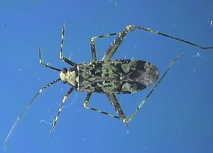 Phytocoris dimidiatus